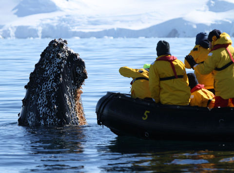 antarctica spyhopping whale and zodiac qe