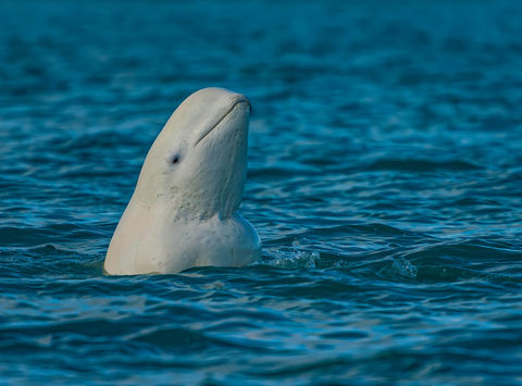 arctic beluga whale spy hopping somerset island canada istk