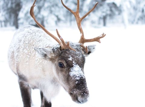 Reindeer