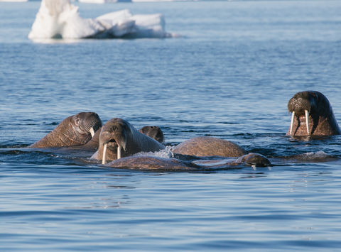 arctic franz josef land walrus in sea psdn