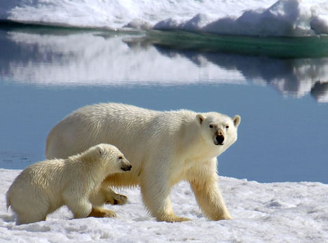 arctic polar bear and cub qe