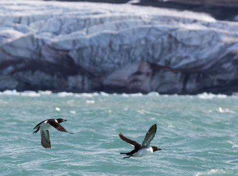 arctic spitsbergen 14th july glacier guillemots in flight istk