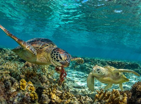 australia green turtles great barrier reef istk