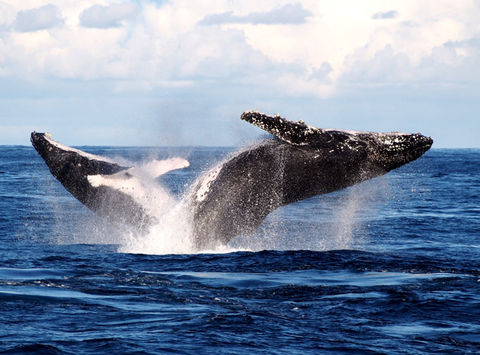 australia humpback whale watching sydney dnsw