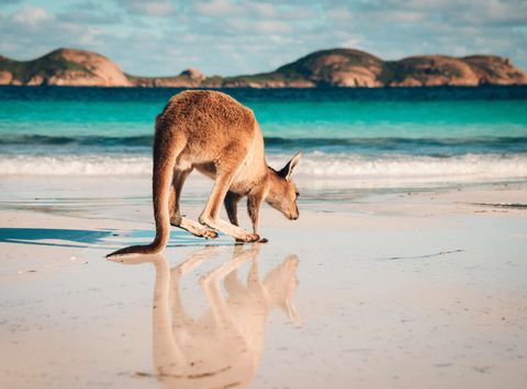 australia kangaroo reflection on beach astk