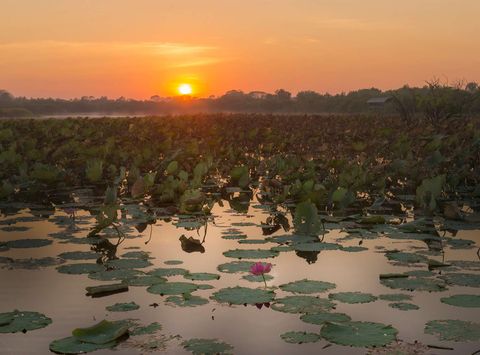 australia mary river billabong northern territory istk