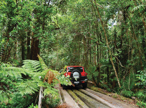 australia queensland daintree national park teq