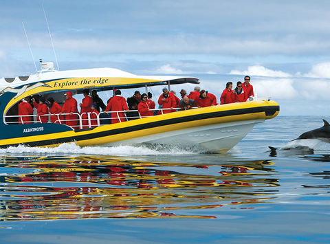 australia tasmania bruny island cruise dolphins