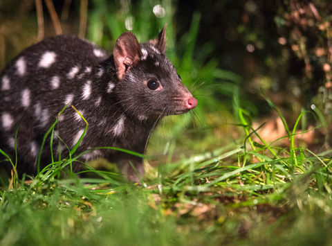 australia tasmania spotted tail quoll tt