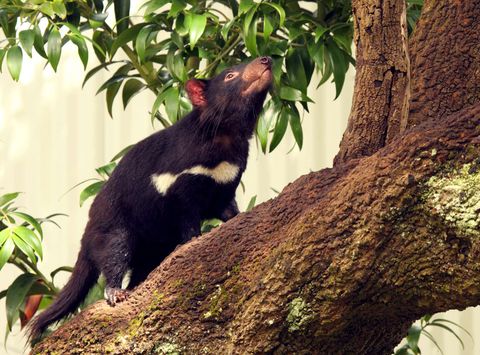 australia tasmanian devil climbing tree istk