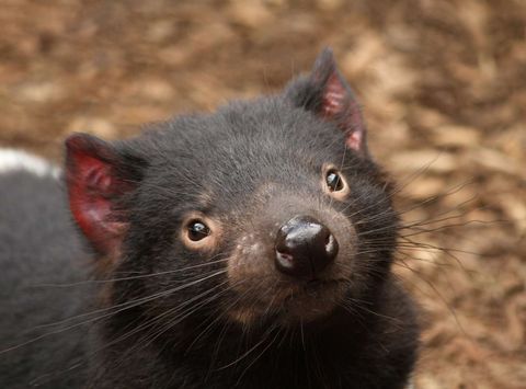 australia tasmanian devil istk