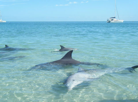 australia wa dolphins monkey mia lb