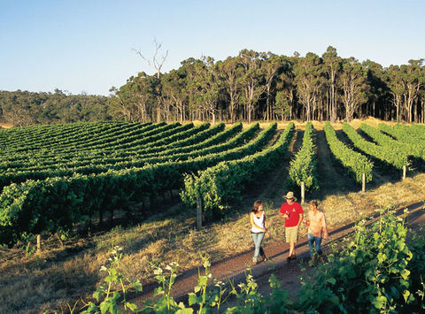 australia wa margaret river vineyard twa