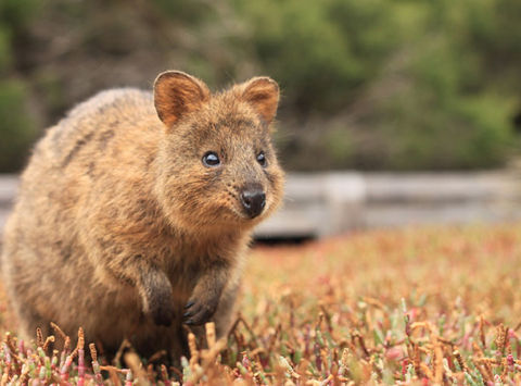 australia wa rottnest island quokka ta