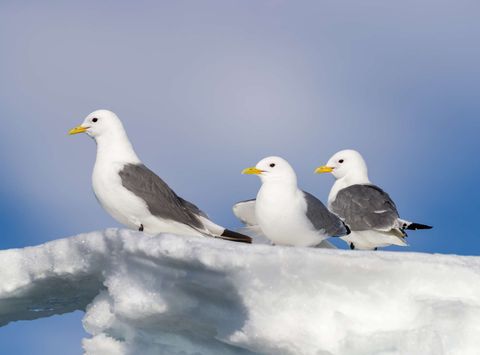 birdlife kittiwakes on iceberg istk