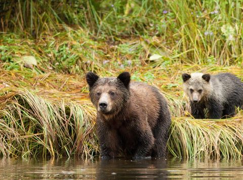 british columbia great bear lodge young bears