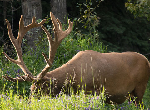 Elk in Banff National Park