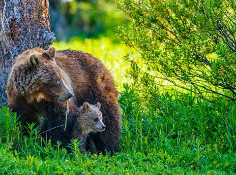 canada alberta grizzly bear and cub istk