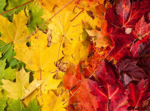 canada autumn maple leaves adstk