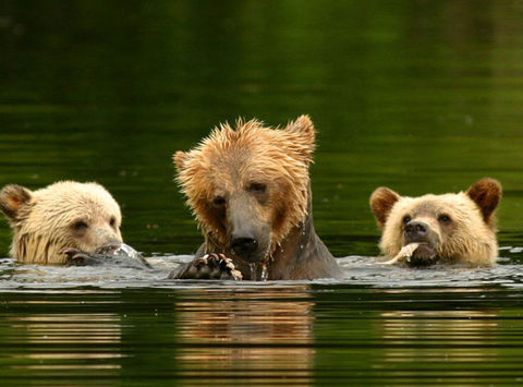 canada bc knight inlet lodge grizzly bears2