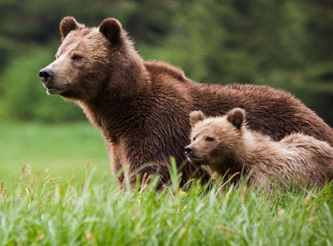 canada bc knight inlet lodge grizzly bears3