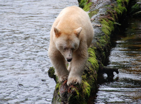 canada bc wildlife spirit bear bct