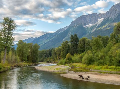 canada bear watching from tweedsmuir park lodge british columbia ab