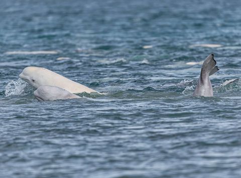 canada beluga whale nunavut istk