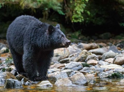 canada british columbia black bear by stream istk