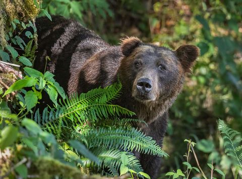 canada british columbia grizzly bear in forest near toba inlet kwr