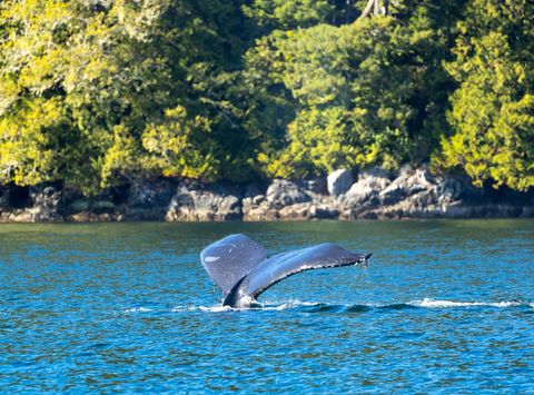 canada british columbia humpback whale tail diving by shoreline istk