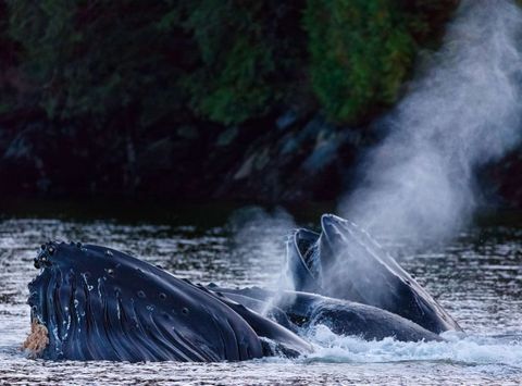 canada british columbia humpback whales feeding off vancouver island.istk