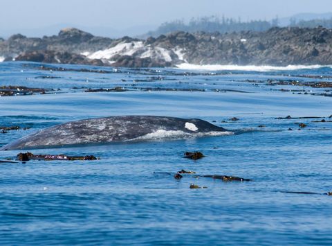 Grey whale near Tofino