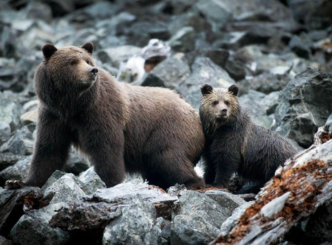 canada grizzly bear and cub in tweedsmuir provincial park tpl