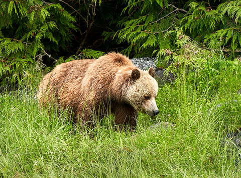 canada grizzly bear broughton archipelago astk