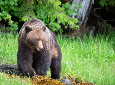 canada grizzly bear great bear rainforest istk