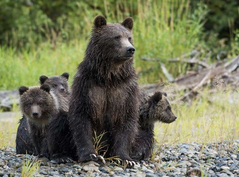 canada grizzly bear mother and cubs tweedsmuir provincial park tpl