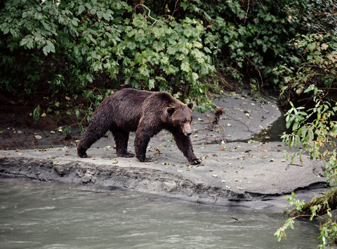 canada grizzly bear walking along shoreline toba inlet klahoose