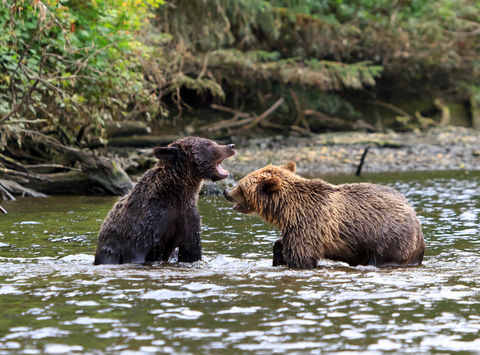 canada grizzly bears knight inlet british columbia istk