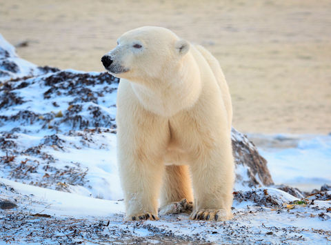 canada manitoba churchill polar bear on tundra adstk