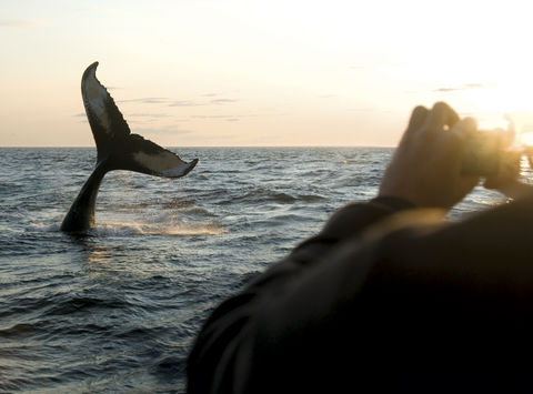 Whale watching from Brier Island