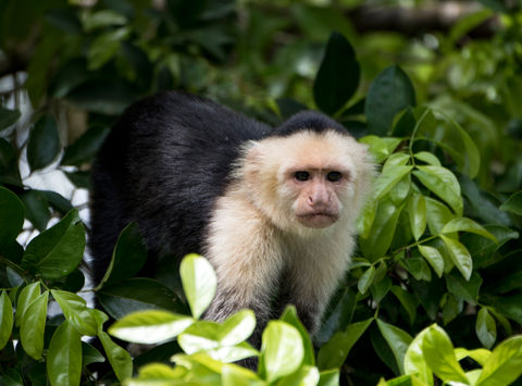 costa rica white faced capuchin monkey istk