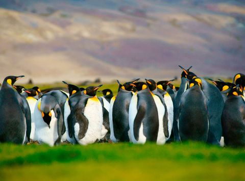 falkland islands king penguins istk