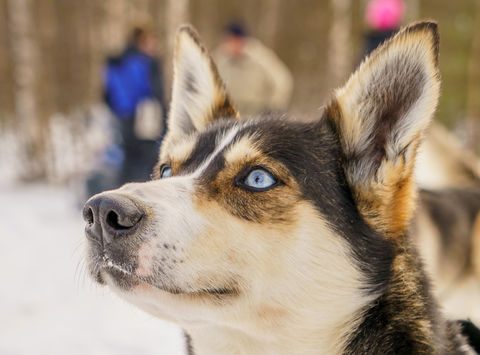 finland lapland beana laponia husky face rth