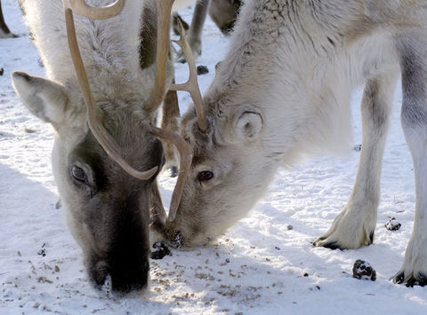 finland lapland iso syote reindeer farm