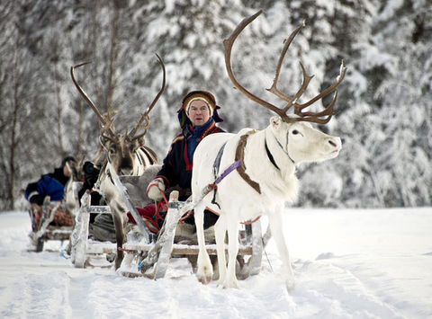 finland lapland kakslauttanen reindeer sledge sami kar