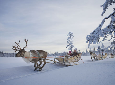 finland lapland levi reindeer safaris vl