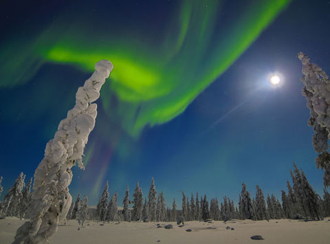 finland lapland muotka northern lights over fir trees2