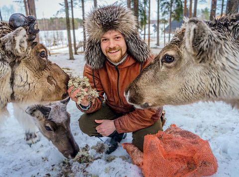 finland lapland reindeer feeding