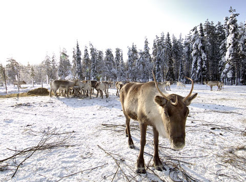 finland lapland reindeer grazing is